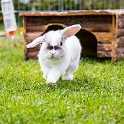 How Long Do Pet Rabbits Live Indoors?