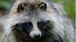 Can You Have a Raccoon Dog as a Pet?