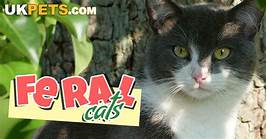 Can Feral Cats Be Pets?