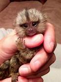 Can you buy a monkey for a pet?