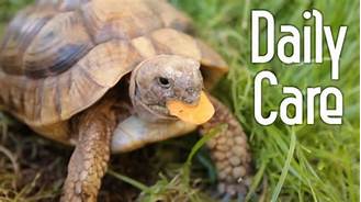 How to Take Care of a Pet Tortoise