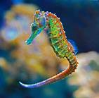 Can You Get Seahorses as Pets?