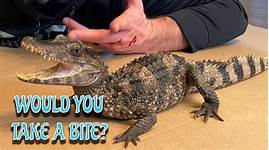 Can You Have a Caiman as a Pet?