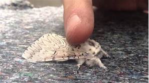 Are Moths Good Pets?