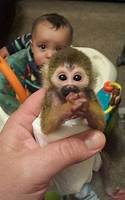 Can You Have a Squirrel Monkey as a Pet?
