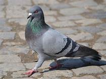 Can You Have Pigeons as Pets?