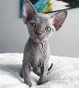 Are Hairless Cats Good Pets?