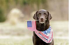 How Many Pets Go Missing on the 4th of July?