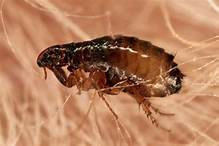 Can Fleas Survive in a House Without Pets?