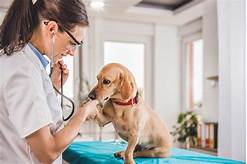 Does Pets Best Pay Vet Directly?