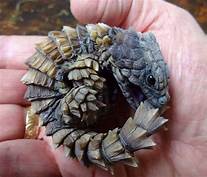 Can You Have a Horned Lizard as a Pet?