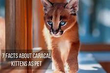 Can Caracal Cats Be Pets?