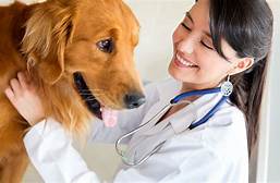 Can a Vet Legally Hold Your Pet?