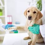 Does Pet Insurance Cover Flea Medication?