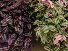 Are Tradescantia Pet Safe?