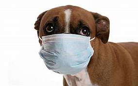 Can Pets Get the Flu?