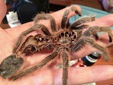 Can Pet Tarantulas Bite?