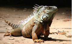 Do Iguanas Like to Be Pet?