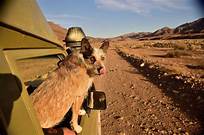 Are Pets Allowed in National Parks?