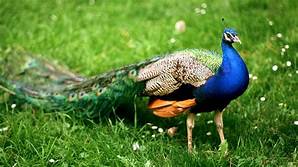 Can You Have a Peacock as a Pet in California?