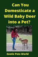 Can You Have Deer as Pets?