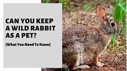 Can You Keep Wild Rabbits as Pets?