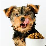 Can Puppies Eat Fresh Pet?