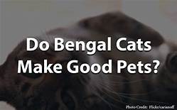 Do Bengal Cats Make Good Pets?
