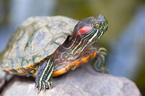 Are Red Eared Sliders Good Pets?