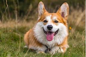 Do Corgis Make Good Pets?