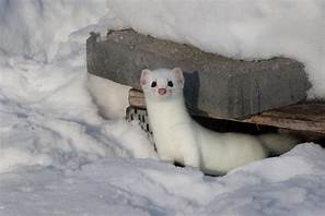 Can You Have an Ermine as a Pet?