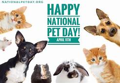 Is It National Pet Day Today?: Celebrating Our Furry Friends