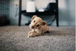 How to Get Rid of Pet Stains on Carpet