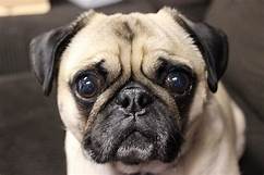 Are Pugs a Good Pet?