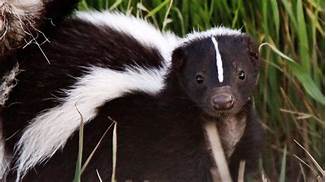 How Long Do Skunks Live as Pets?