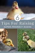 How to Raise Ducklings as Pets