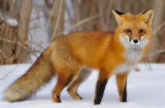 Can a Fox Make a Good Pet?