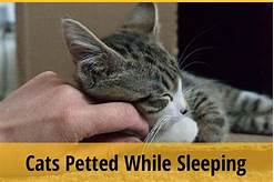 Do Cats Like to Be Pet While Sleeping?