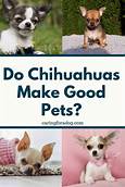 Do Chihuahuas Make Good Pets?