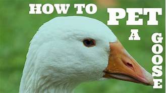 Can You Have a Pet Goose?