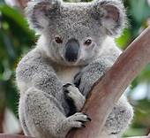 Can Koalas Be Pets?