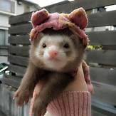 Can You Have Ferrets as Pets?