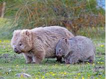 Are Wombats Pets?