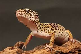 How Long Do Pet Geckos Live?