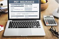 How Much is Pet Insurance in New York?
