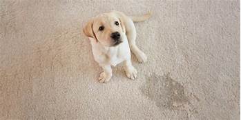 How to Remove Pet Pee Stains from Carpet