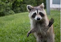 Are Raccoons Legal Pets?