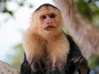 Are Capuchins Good Pets?