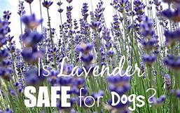 Is Lavender Pet Safe