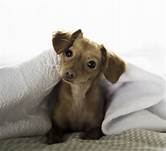 Do Bed Bugs Feed on Pets?
